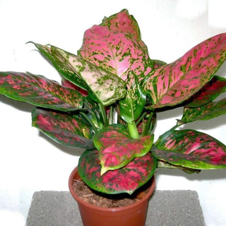 Аглаонема Карма Валькири Aglaonema Karma Valkyrie