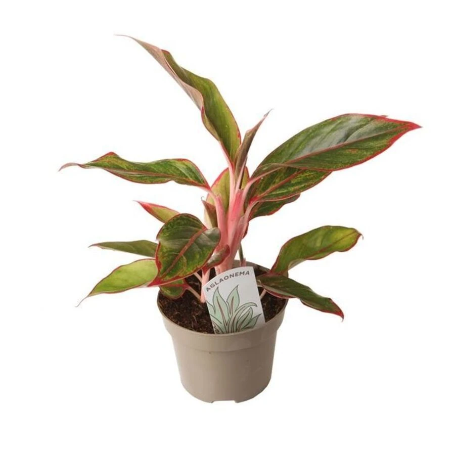 Аглаонема Лайт Стар Aglaonema Light Star