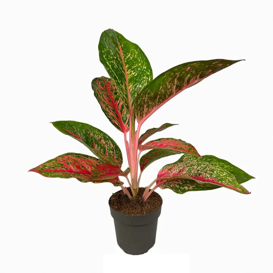 Аглаонема Личи Ред Aglaonema Lychee Red