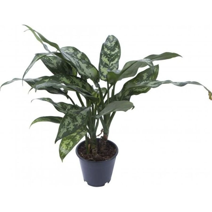 Аглаонема Мария Aglaonema Maria