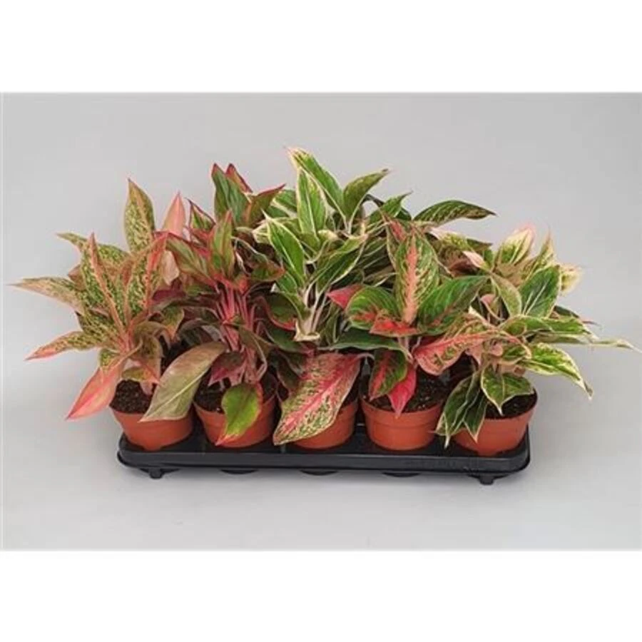 Аглаонема Микс Люкс Aglaonema Mix Luxe