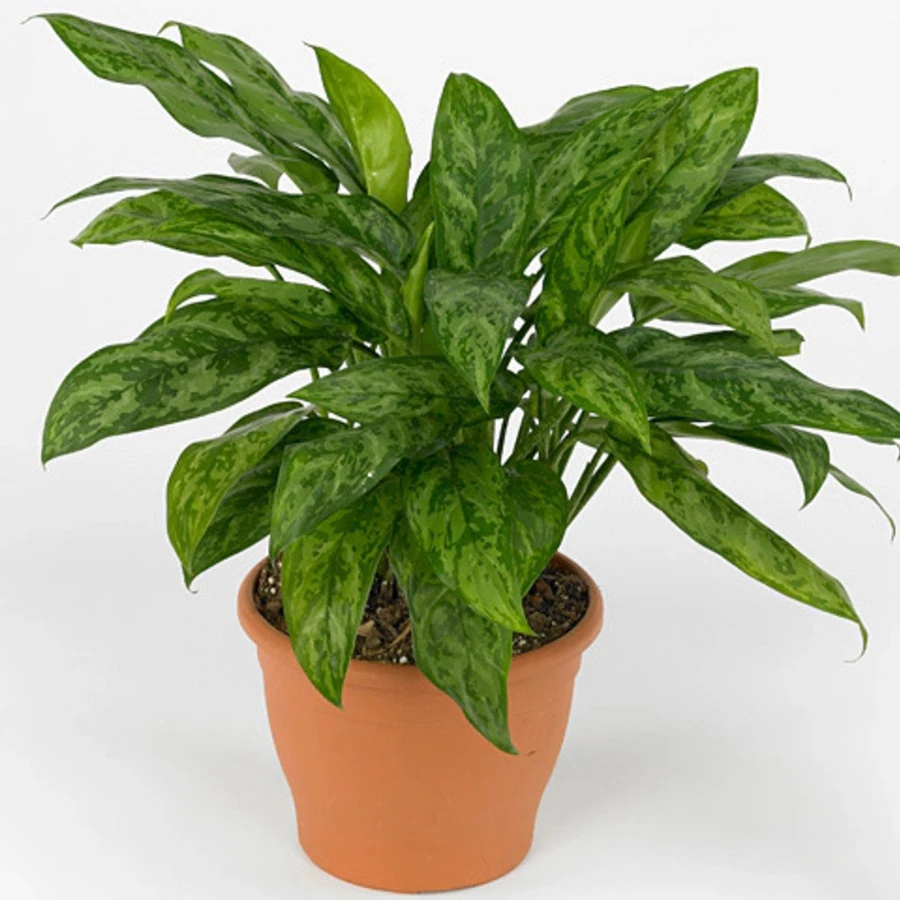 Аглаонема Оникс Грин Aglaonema Onyx Green