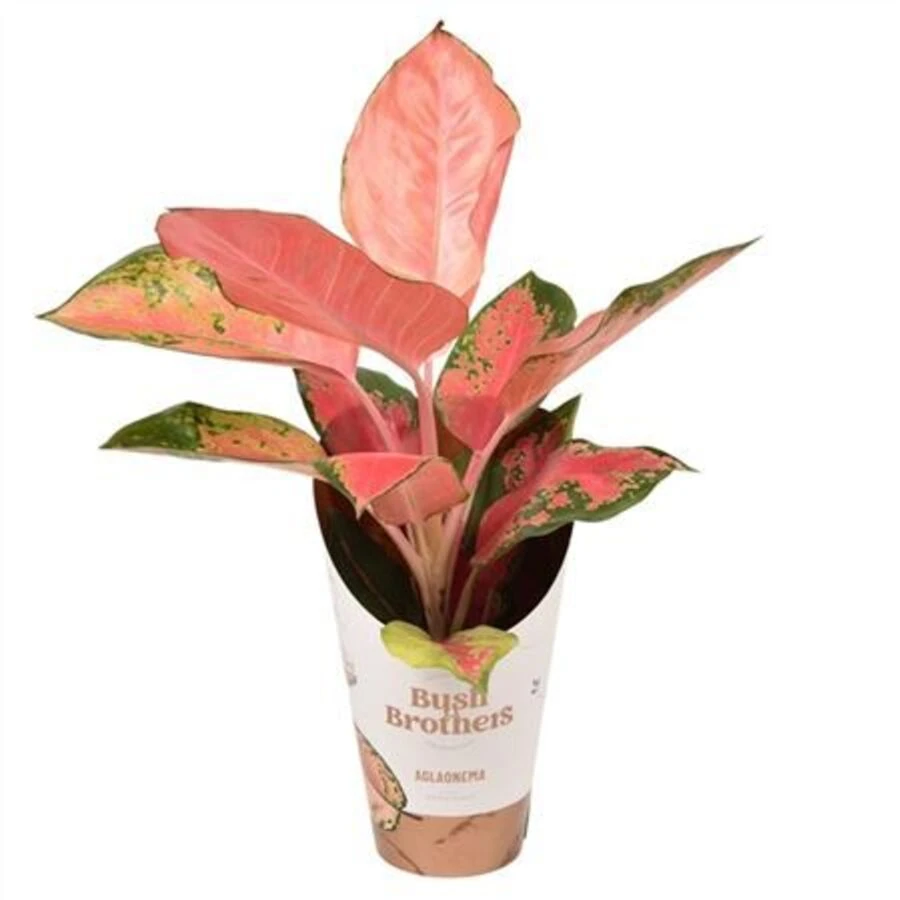 Аглаонема Оранж Стар Aglaonema Orange Star