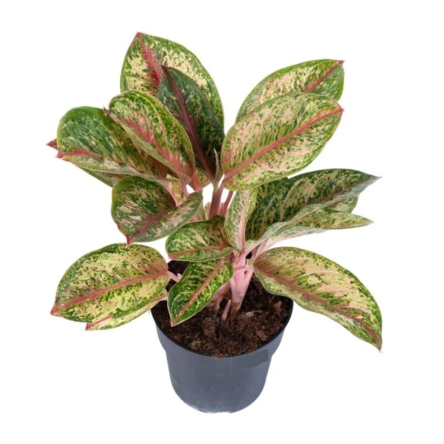  Аглаонема Пайнтид Селебрейшн Aglaonema Painted Celebration