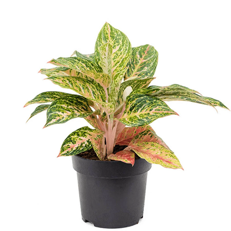 Аглаонема Пастелла Aglaonema Pastella