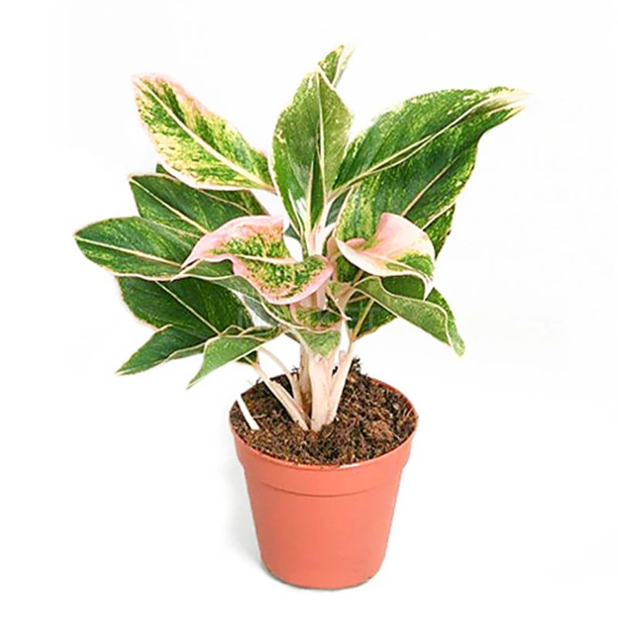 Аглаонема Пич Перл Aglaonema Peach Pearl