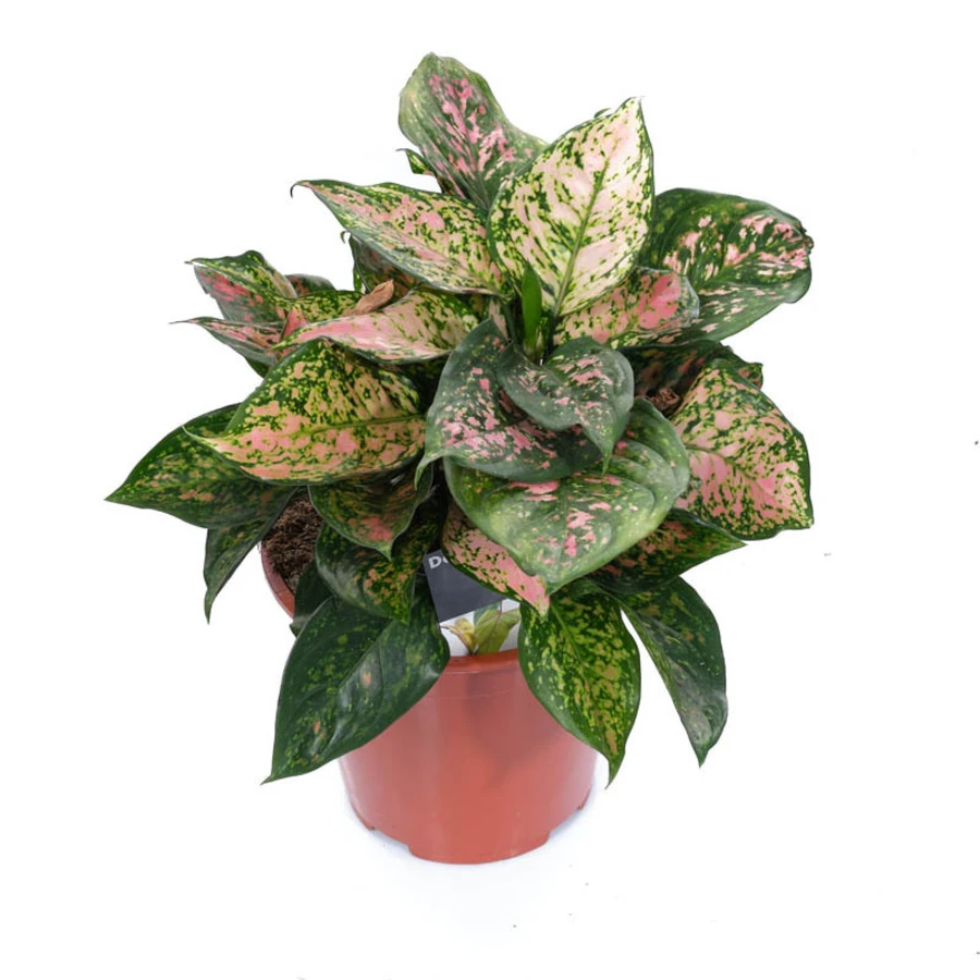 Аглаонема Пеппер Беллс Aglaonema Pepper Bells