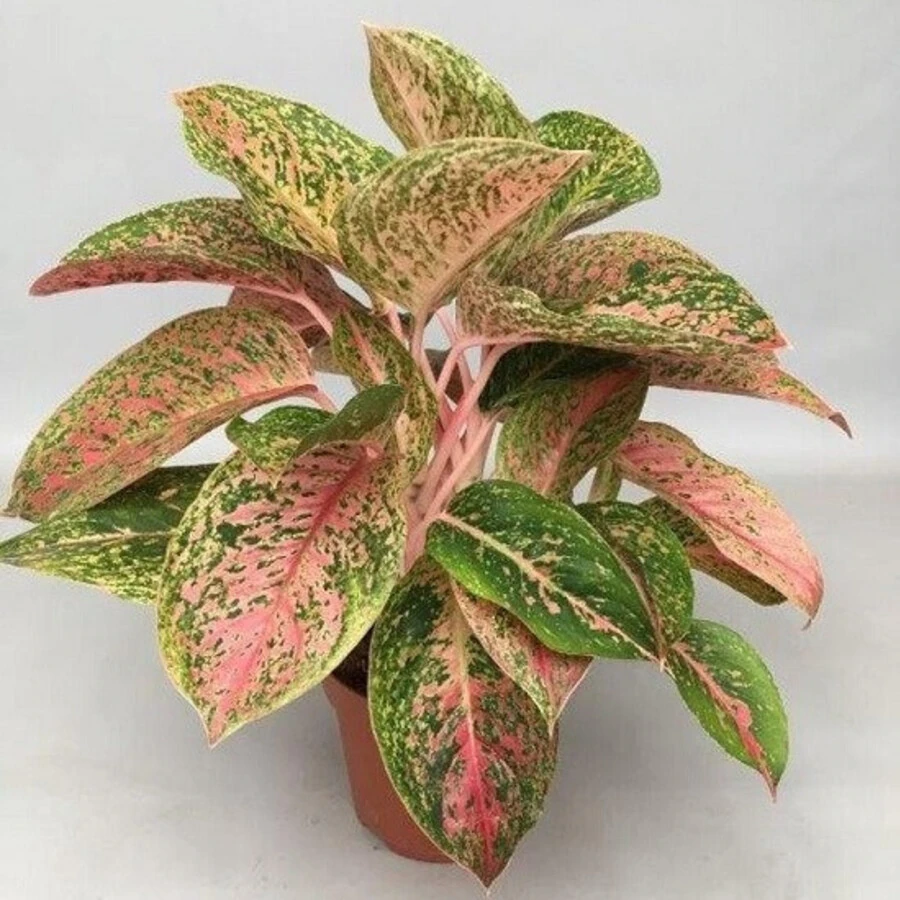 Аглаонема Престиж Aglaonema Prestige