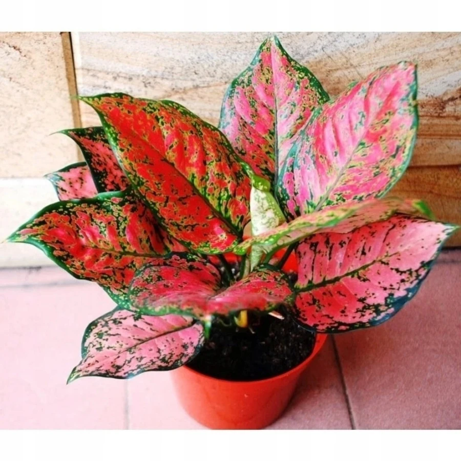 Аглаонема Самба Ред Aglaonema Samba Red