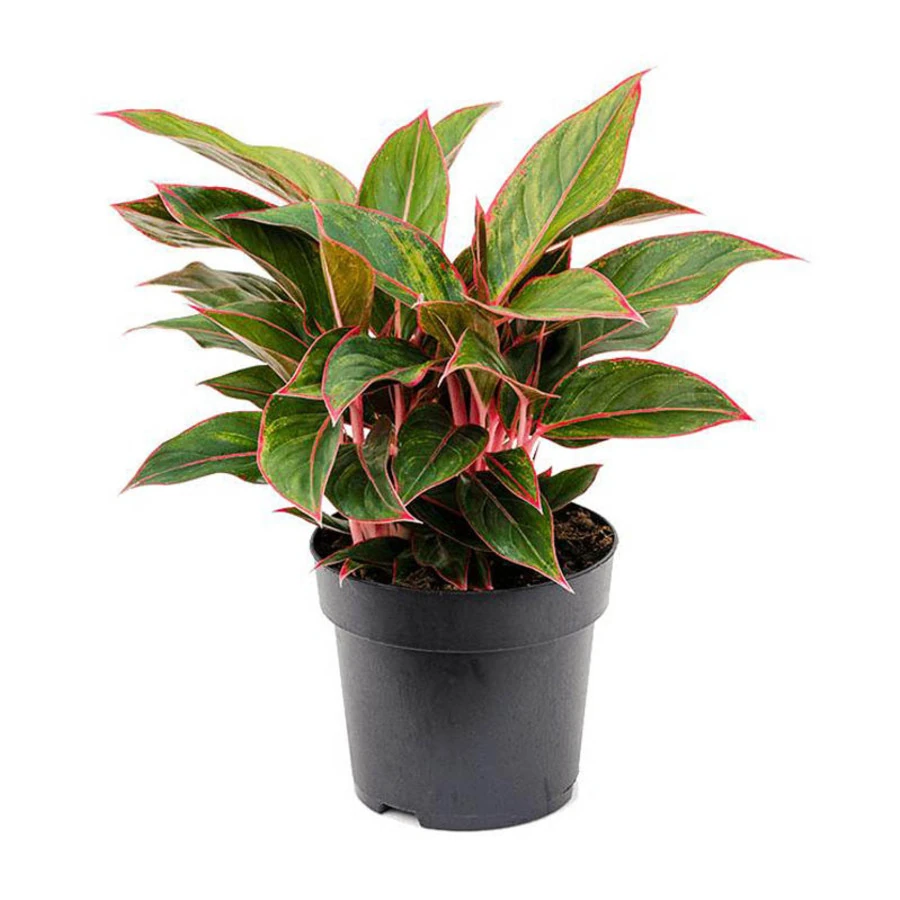 Аглаонема Сиам Ред Аврора Aglaonema Siam Red Aurora