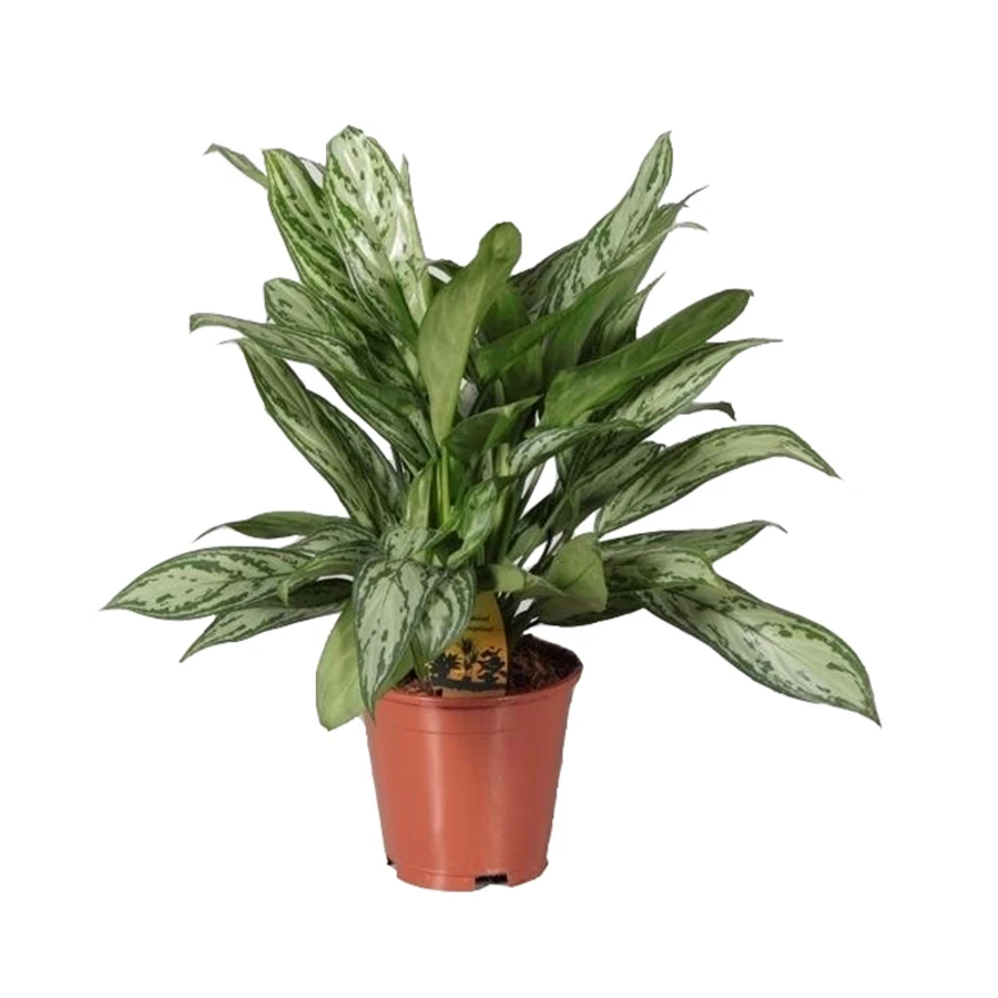 Аглаонема Сильвер Квин Компакт Aglaonema Silver Queen Compact