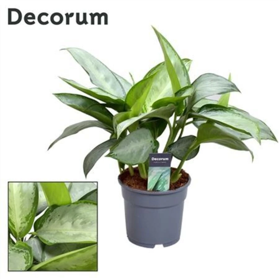 Аглаонема Сильверадо Aglaonema Silverado (decorum)