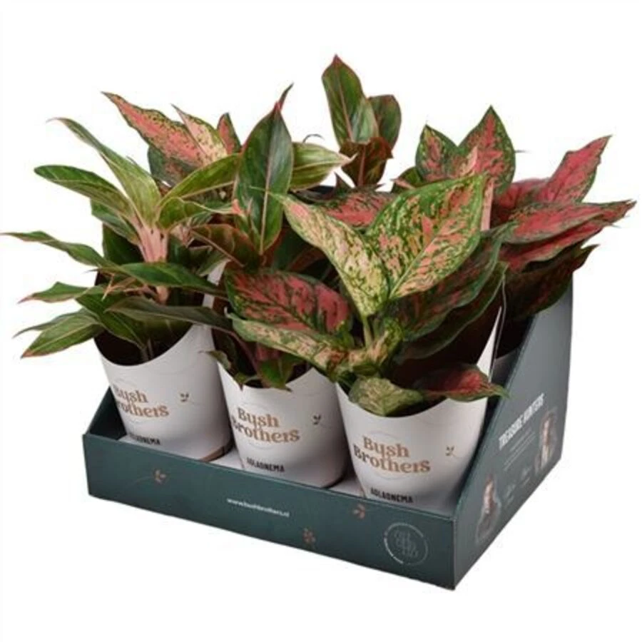 Аглаонема Стар Коллекшн Микс в боксе Aglaonema Star Collection Mix In Showbox 