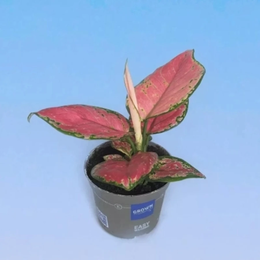 Аглаонема Валькири Aglaonema Valkyrie