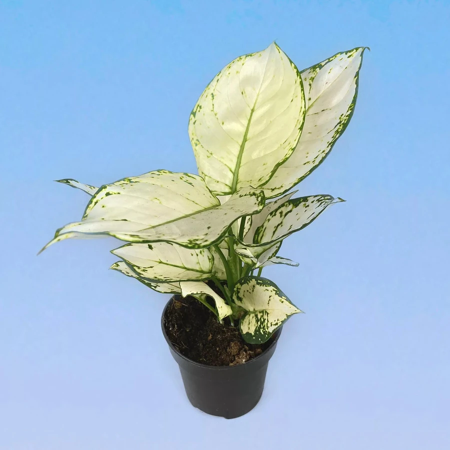 Аглаонема Вайт Aglaonema White