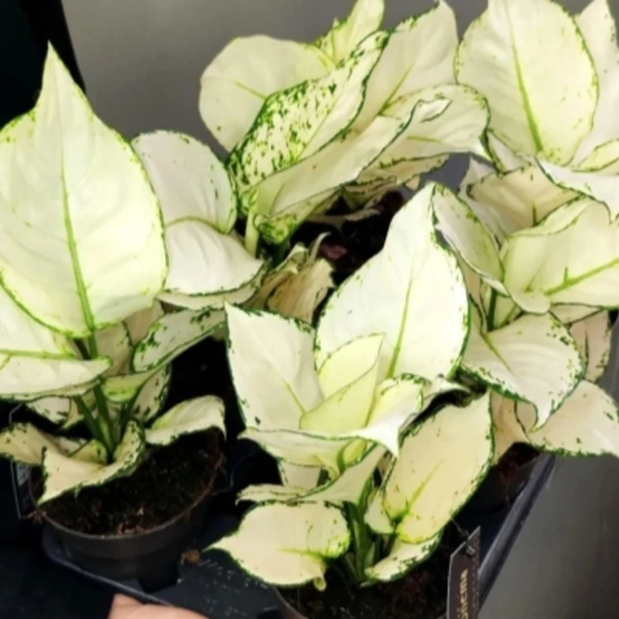 Аглаонема Вайт Джой Смолл Aglaonema White Joy Small