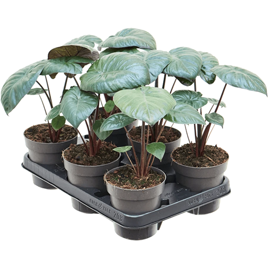 Алоказия Чоклэйт Грин Alocasia Chocolate Green