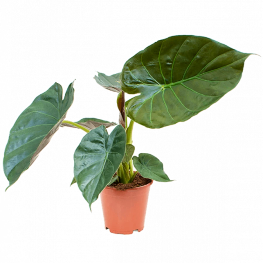 Алоказия Джем Alocasia Gem