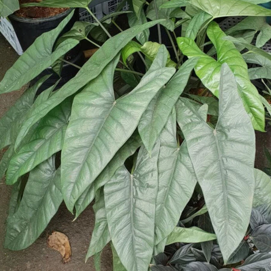 Алогазия Гетерофила Alocasia Heterophilla