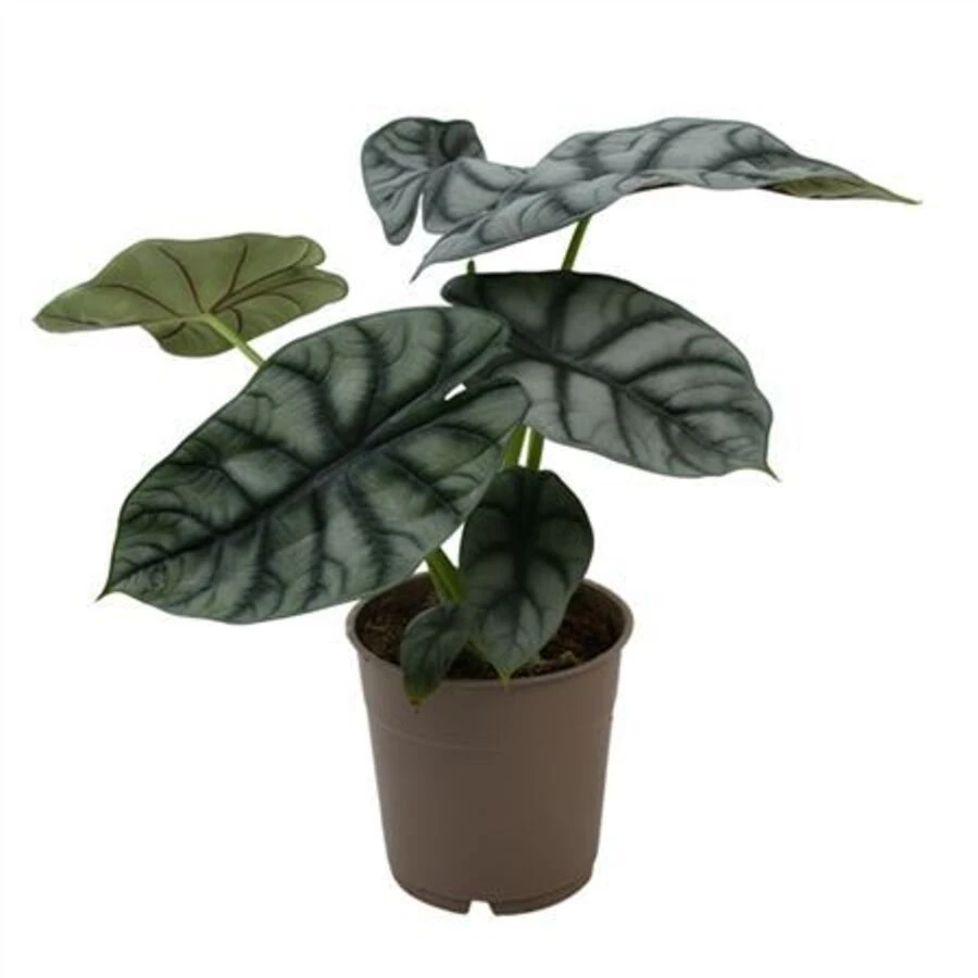 Алоказия Сильвер Дракон Alocasia Silver Dragon