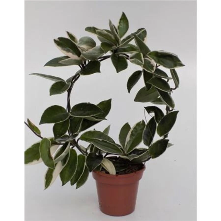 Хойя Сюзи Кью