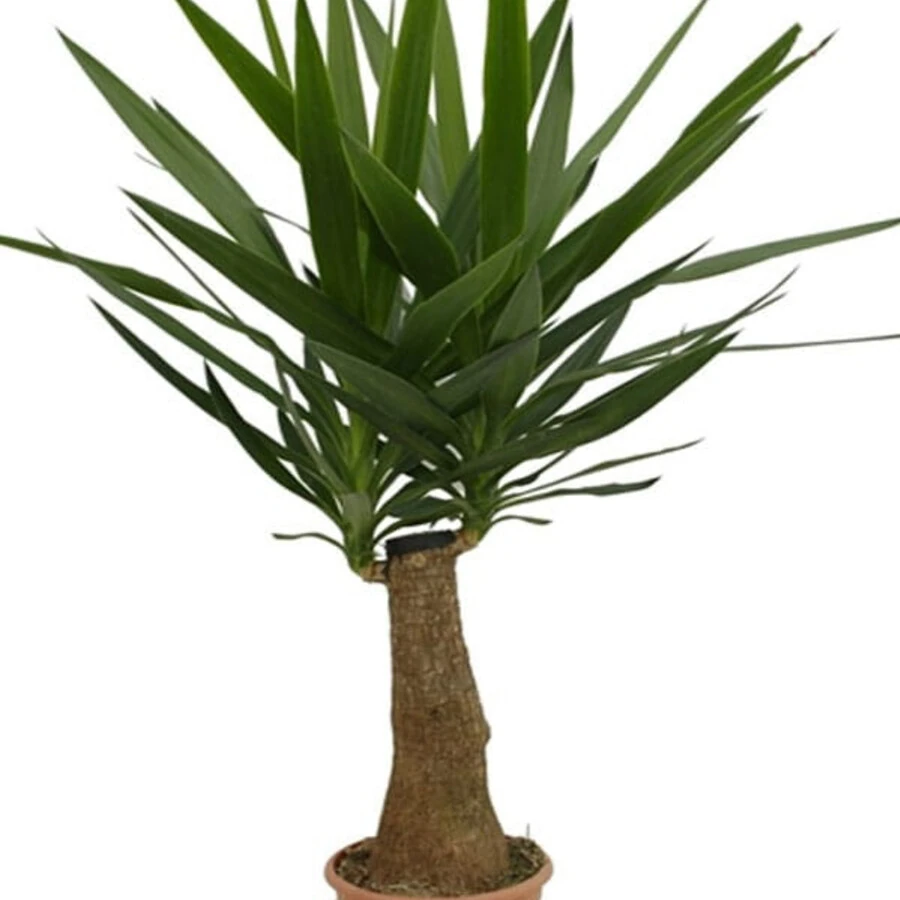 Юкка Майя разветвленная