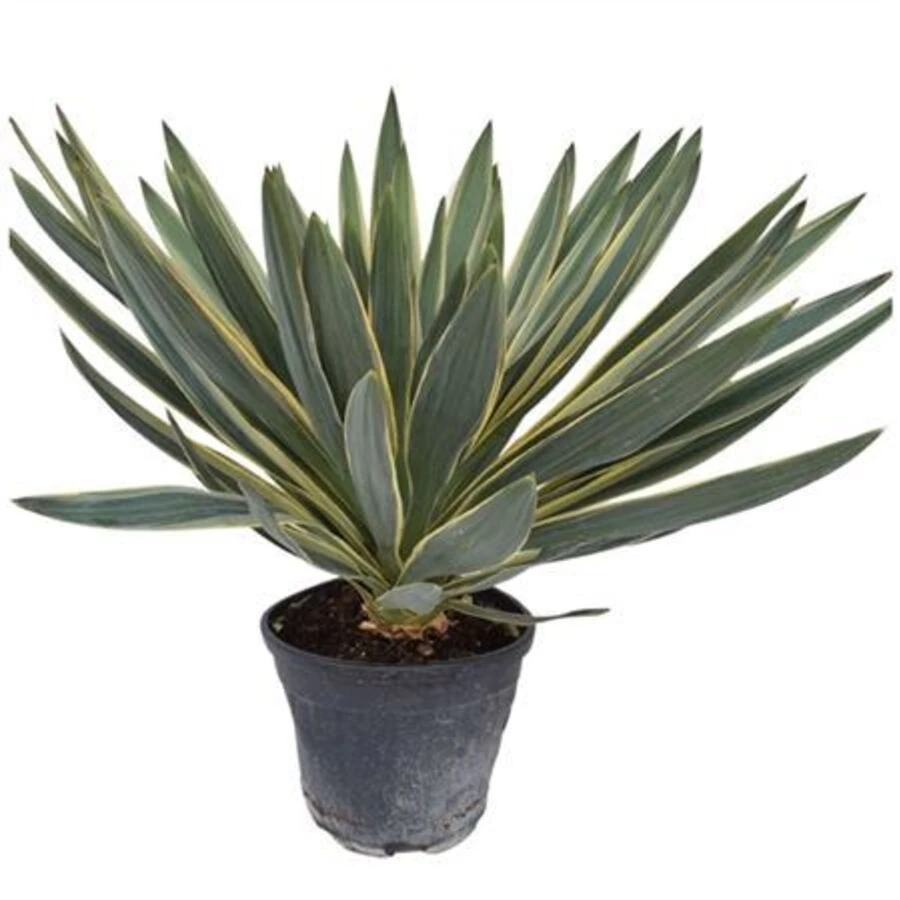 Юкка Глориоза