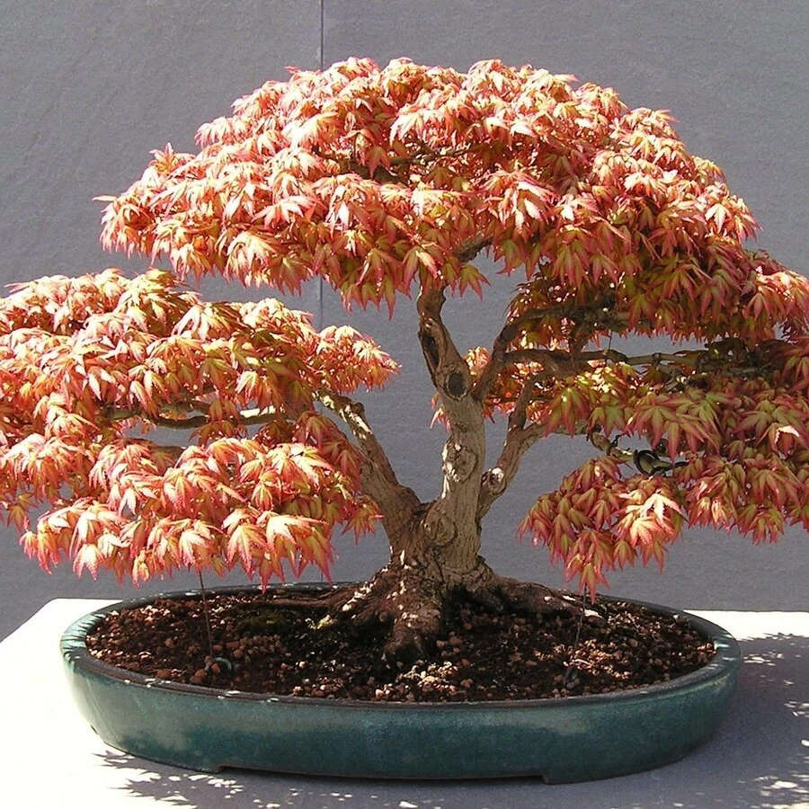 Бонсай Клен Bonsai Acer Bonsai