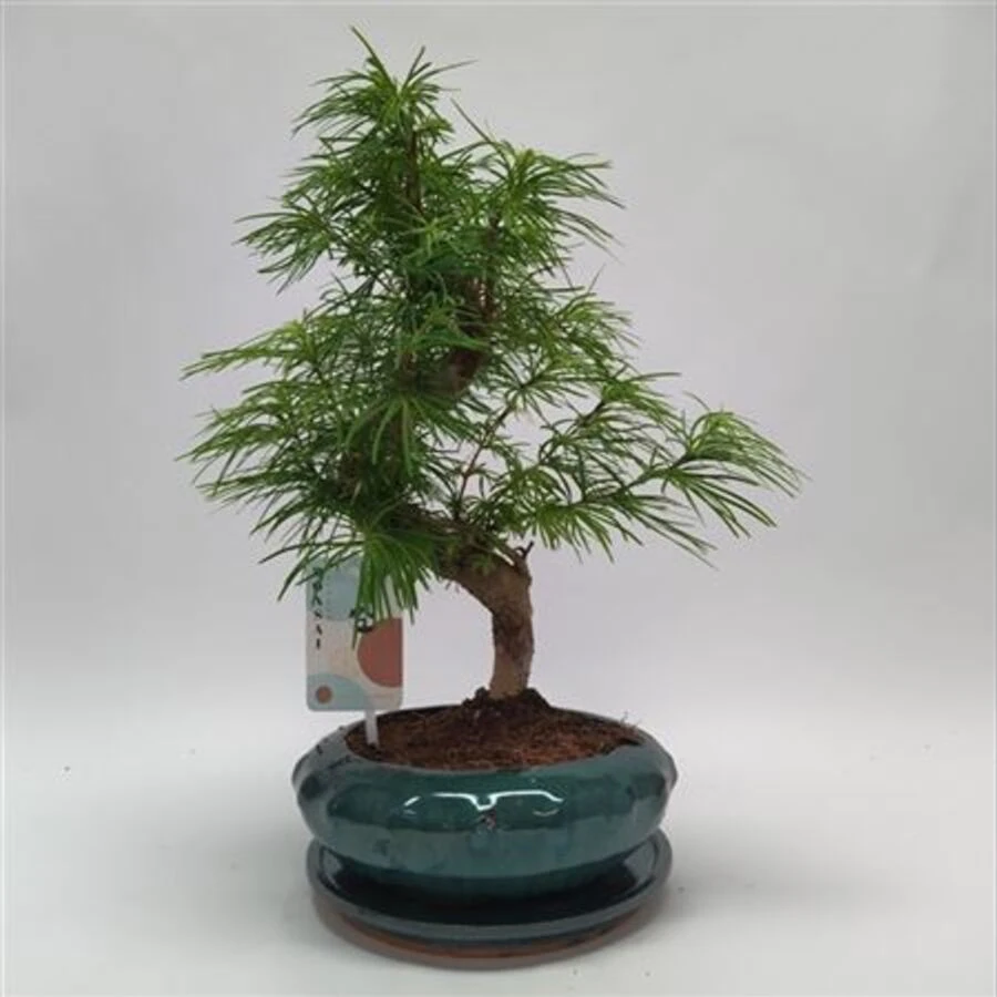 Бонсай Араукария Bonsai Araucaria