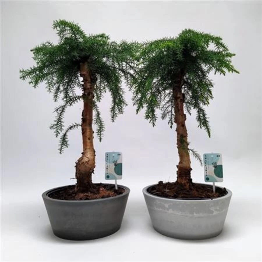 Бонсай Араукарии Каннингамии Bonsai Araucaria Cunninghamii