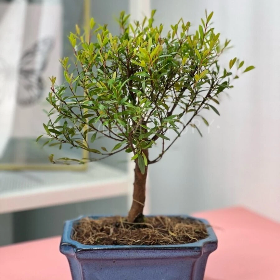 Бонсай Буксус Харланди Bonsai Buxus Harlandii