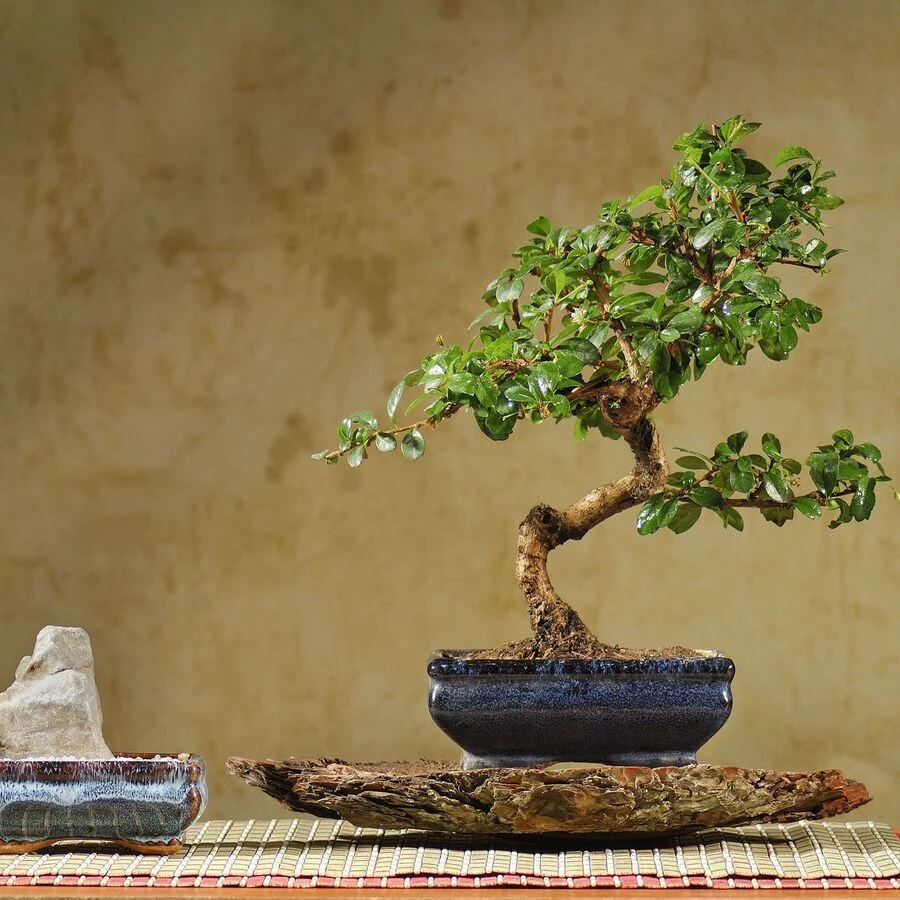 Бонсай Кармона Bonsai Carmona