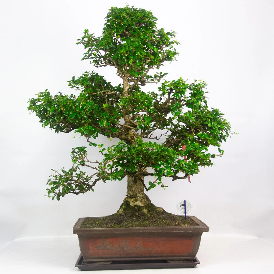 Бонсай Кармона Макрофилла Bonsai Carmona Macrophylla