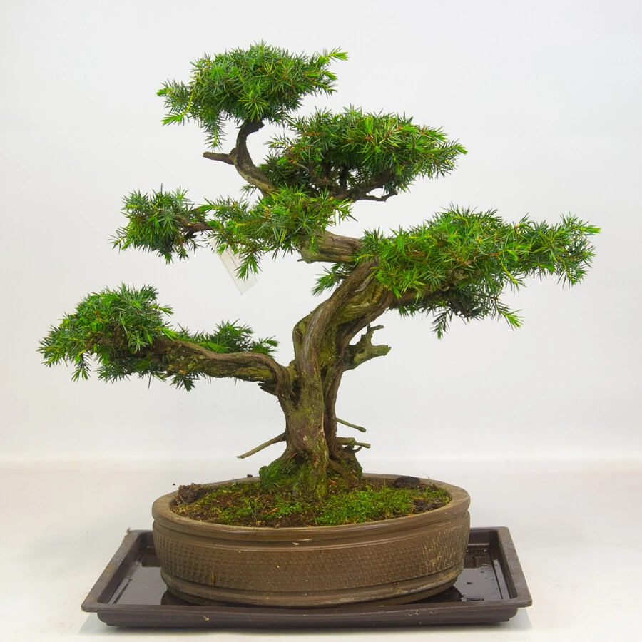 Бонсай Кипарисовик Bonsai Chamaecyparis Traditional