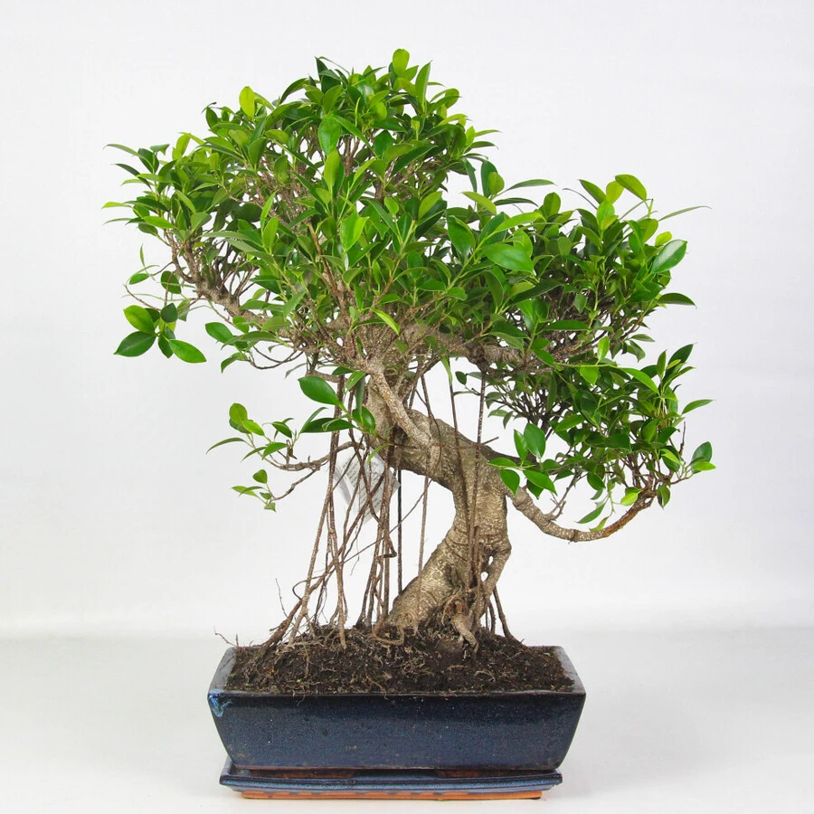 Бонсай Фикус Ретуза S-образный Bonsai Ficus Retusa S-shape 