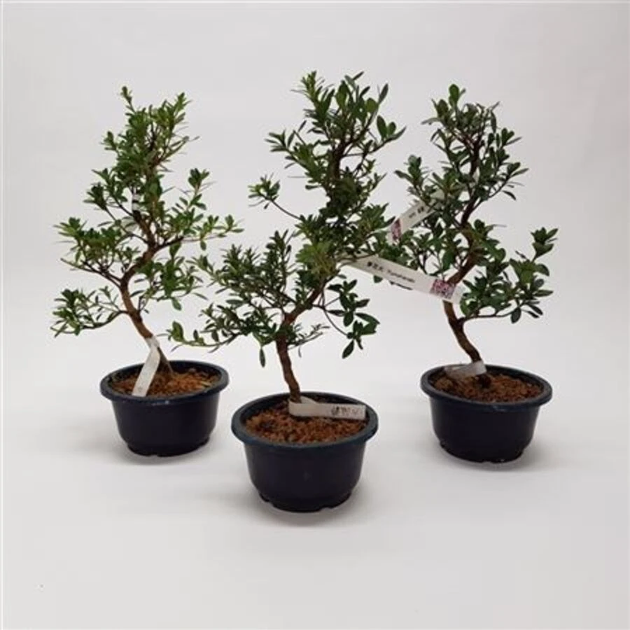 Бонсай Японский Азалия Сацуки Микс Bonsai Japanse Satsuki Azalea Mix