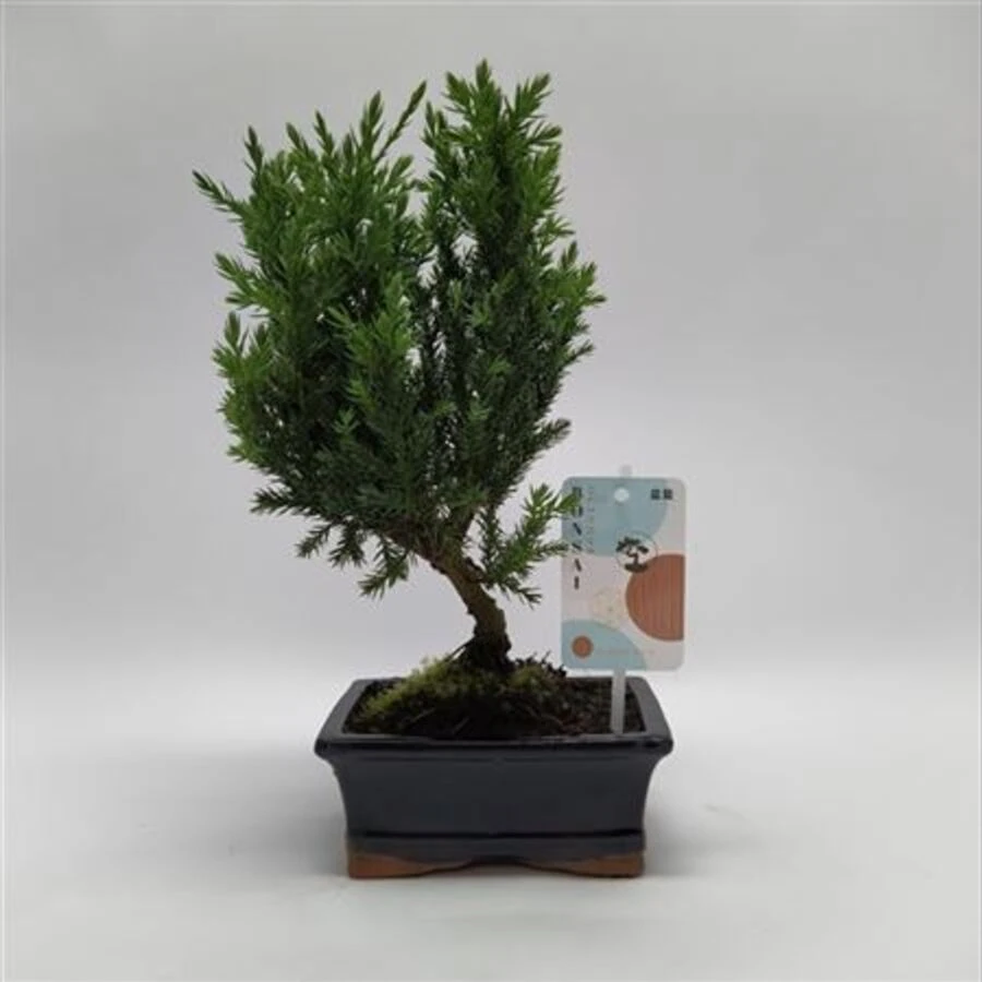 Бонсай Джуниперус Bonsai Juniperus Traditional