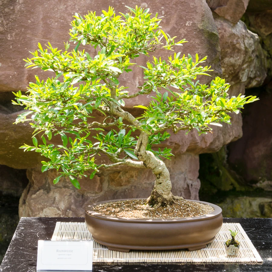 Бонсай Лигуструм Bonsai Ligustrum