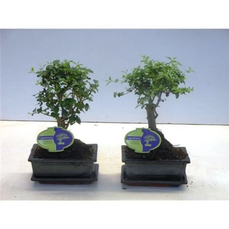 Бонсай Лигиструм Китайский Bonsai Ligustrum Sinensis