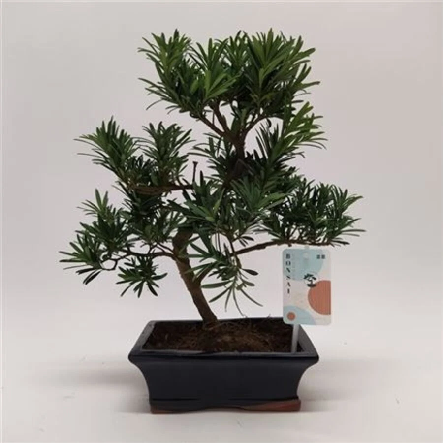 Бонсай Лилли Bonsai Lilli