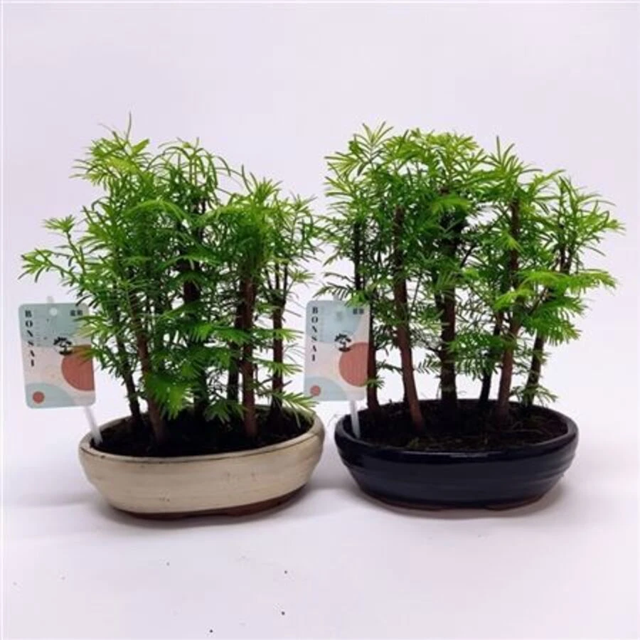 Бонсай Метасеквойя Bonsai Metasequoia