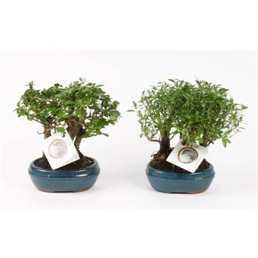 Бонсай Микс Форест в керамике Bonsai Mix Forest In Ceramic