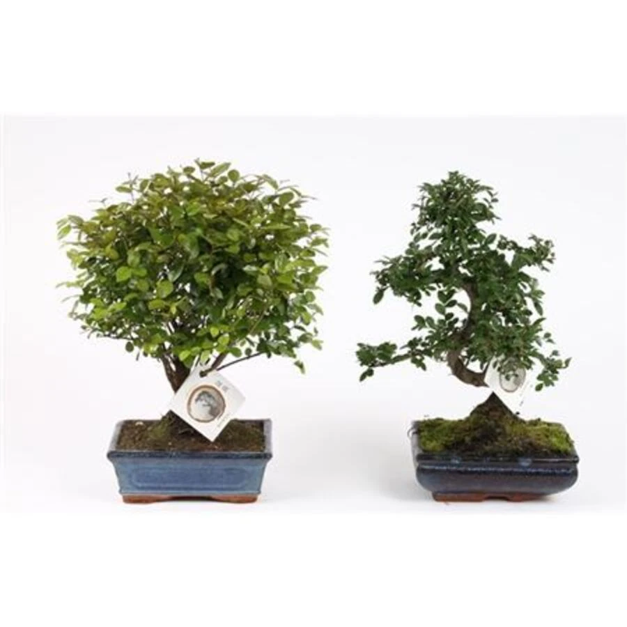 Бонсай Микс в керамике шар  и S-образный Bonsai Mix In Ceramic Ball S-shape