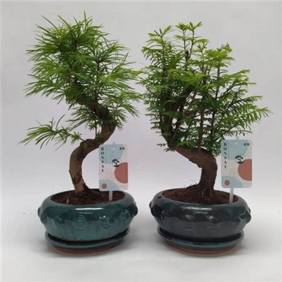 Бонсай микс Ландскейп Bonsai Mix Landscape