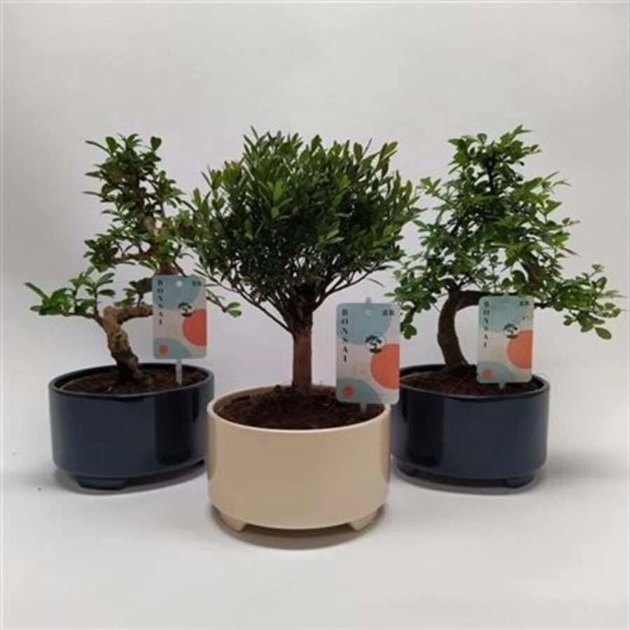 Босай Микс Модерн Роял Bonsai Mix Modern Royal