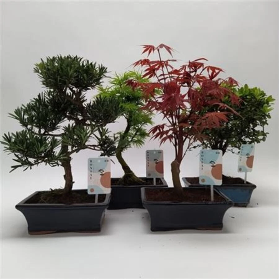 Бонсай Микс Аутдор Bonsai Mix Outdoor