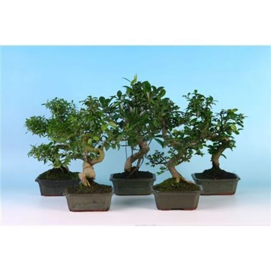  Бонсай Микс Индор Брум Bonsai Mix Indoor Broom