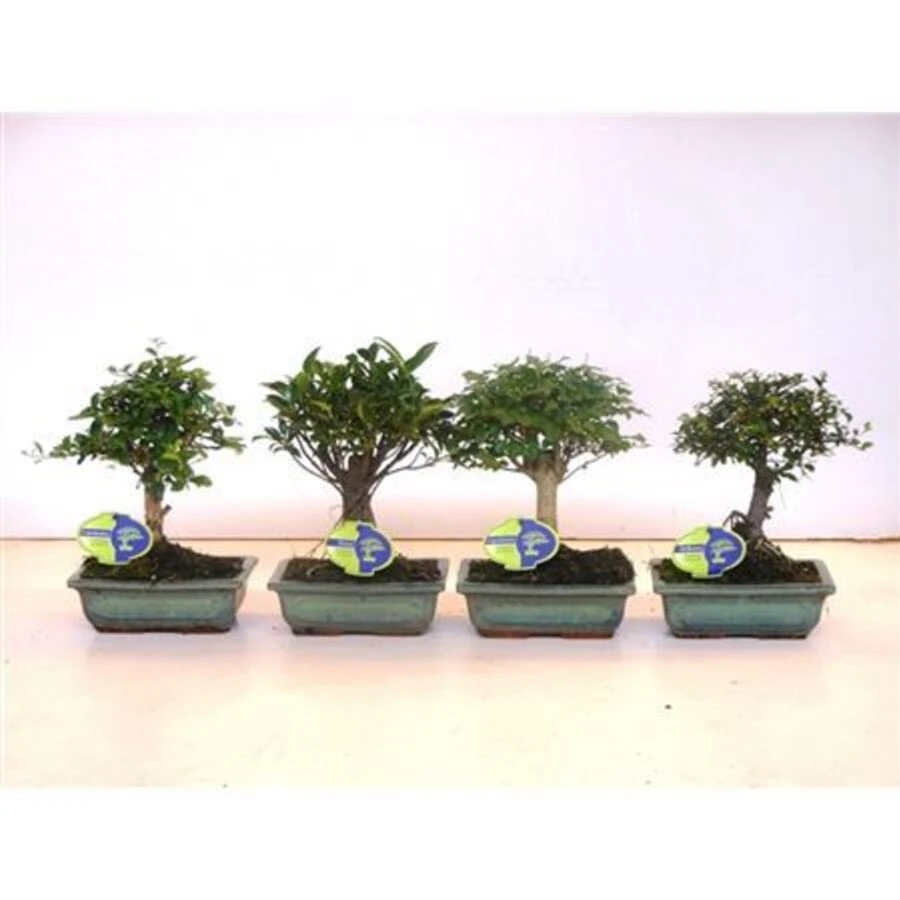 Бонсай Микс Индор Шейп Bonsai Mix Indoor Shape