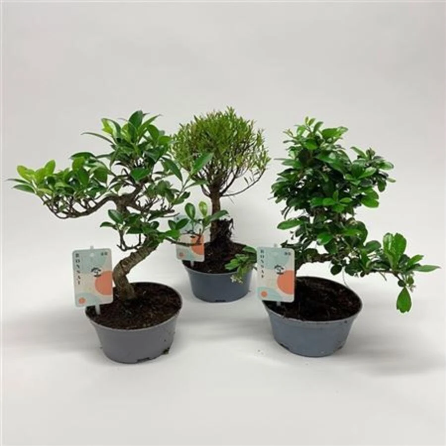 Бонсай Микс Тилпот Bonsai Mix Teeltpot