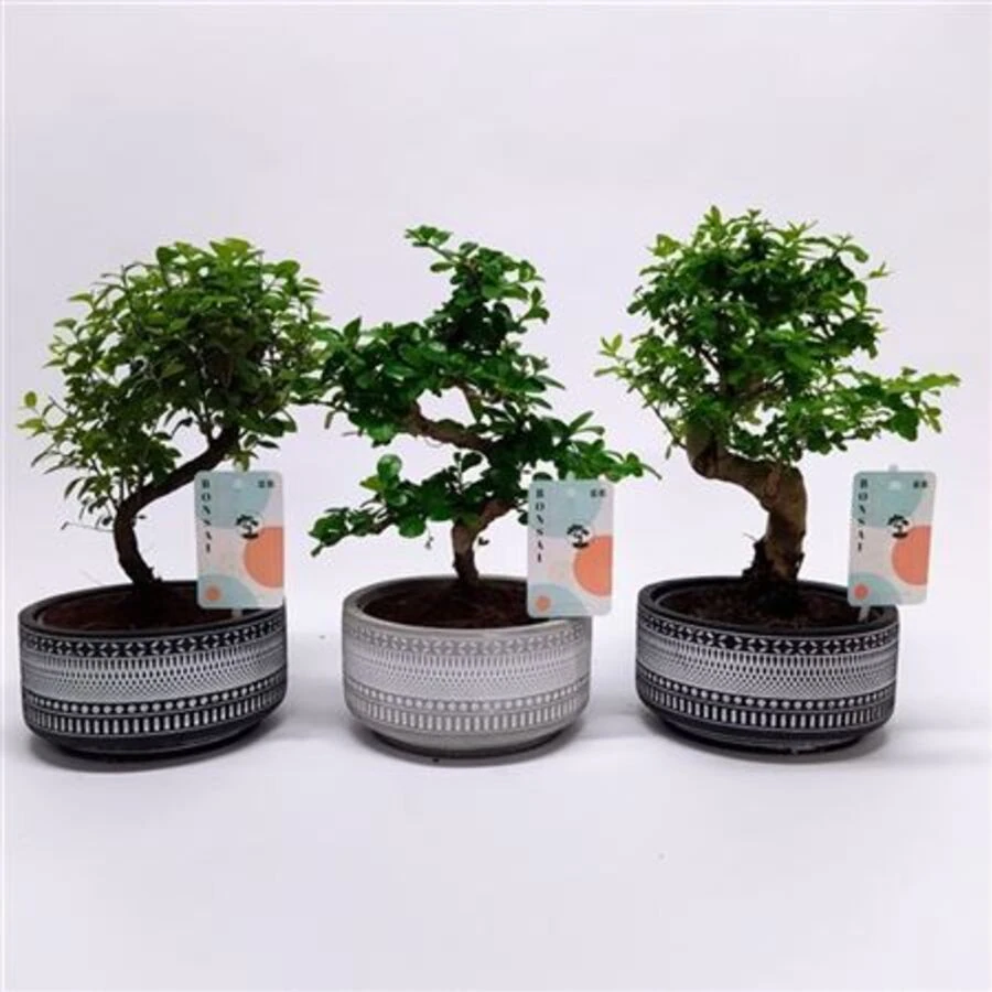 Бонсай Микс Трибал Bonsai Mix Tribal